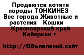 Продаются котята породы ТОНКИНЕЗ - Все города Животные и растения » Кошки   . Красноярский край,Кайеркан г.